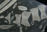 Polished Slab Of Ichthyosaur Vertebrae & Ribs #8249-3